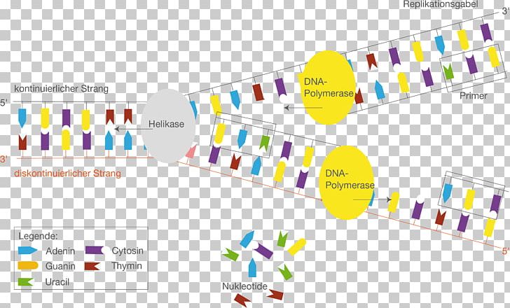 DNA Replication Transcription Promoter Protein Biosynthesis PNG, Clipart, Angle, Area, Brand, Coding Strand, Diagram Free PNG Download