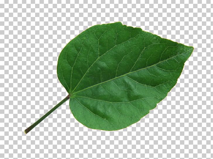Leaf To The Lighthouse Plant PNG, Clipart, Actor, Autumn Leaves, Banana Leaves, Blade, Euclidean Vector Free PNG Download