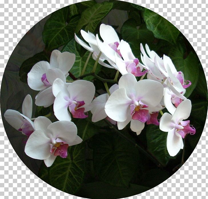 Moth Orchids PNG, Clipart, Flower, Flowering Plant, Moth Orchid, Moth Orchids, Orchid Free PNG Download
