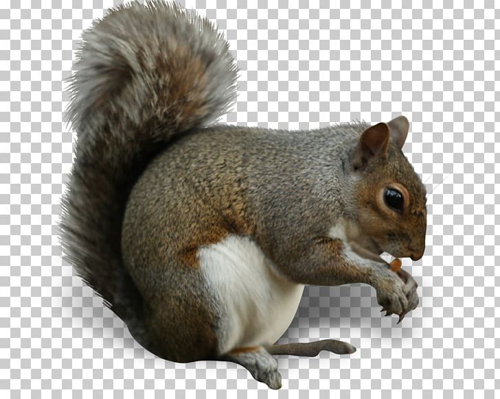 Squirrel Insect Nut Eating Cashew PNG, Clipart, Acorn, Animals, Cashew, Dried Fruit, Eastern Gray Squirrel Free PNG Download
