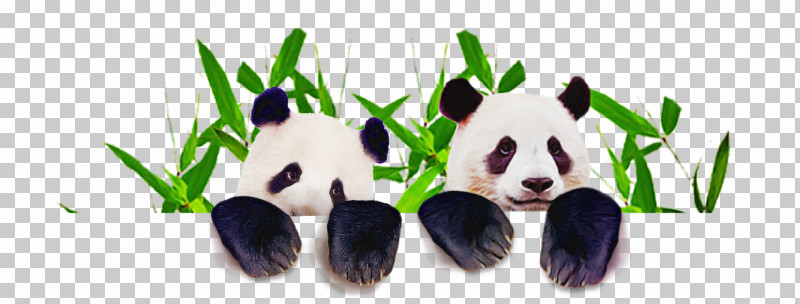 Panda PNG, Clipart, Animal Figure, Bear, Grass, Panda Free PNG Download