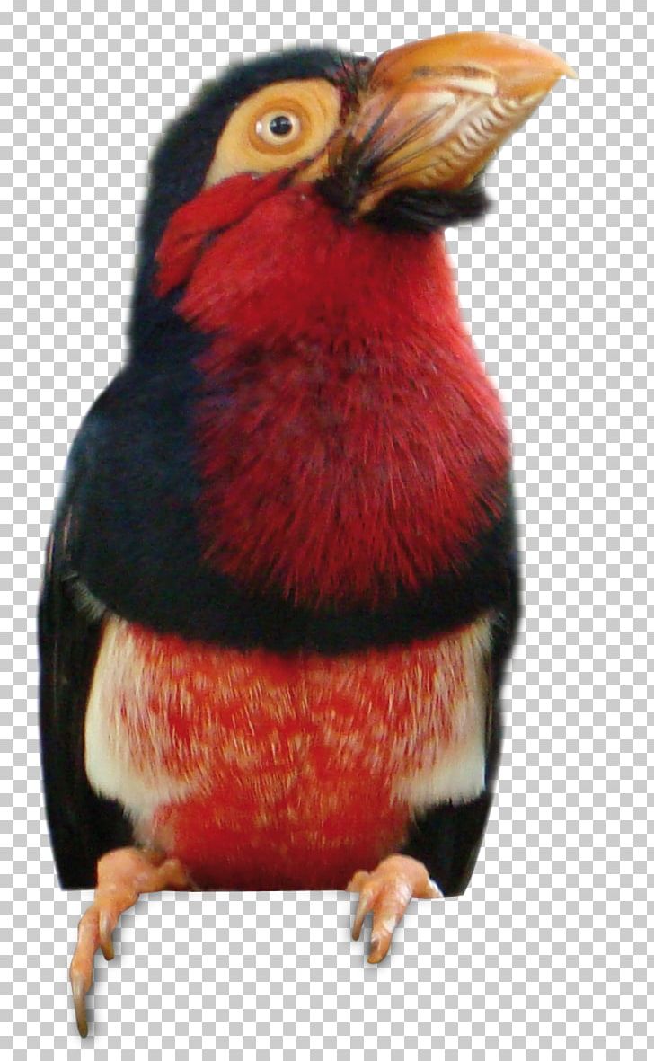 Beak Toucan PNG, Clipart, Beak, Bird, Cardinal, Toucan, Vogel Free PNG Download