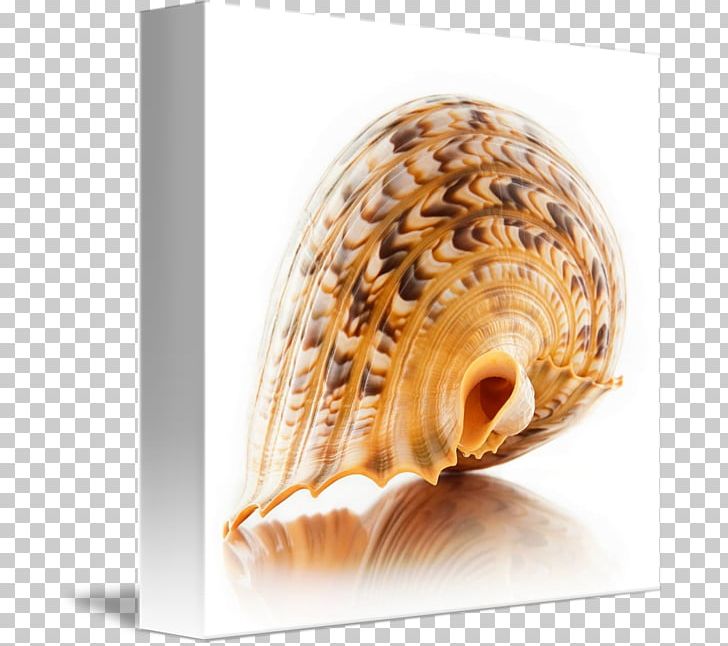 Cockle Conchology Charonia Tritonis Seashell Sea Snail PNG, Clipart, Animals, Art, Canvas, Charonia, Charonia Tritonis Free PNG Download
