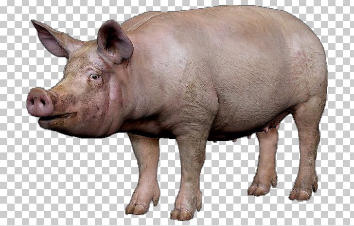Domestic Pig DayZ PNG, Clipart, Animals, Computer Icons, Dayz, Domestication, Domestic Pig Free PNG Download