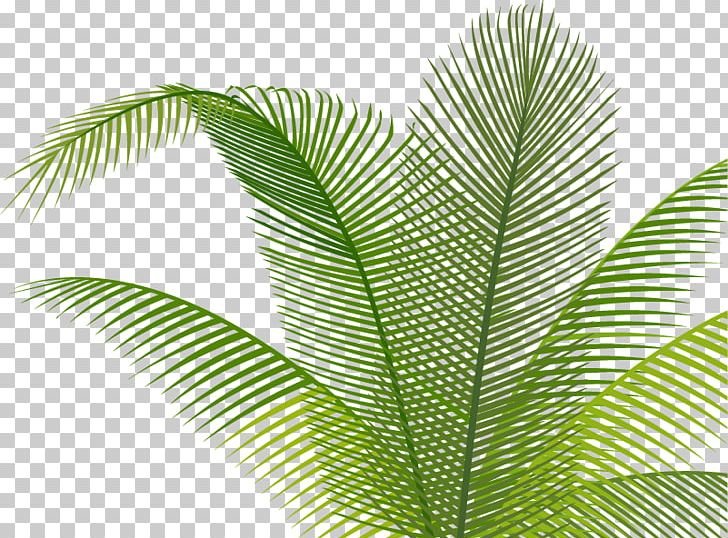 Leaf PNG, Clipart, Arc, Breath, Cycad, Encapsulated Postscript, Fall Leaves Free PNG Download
