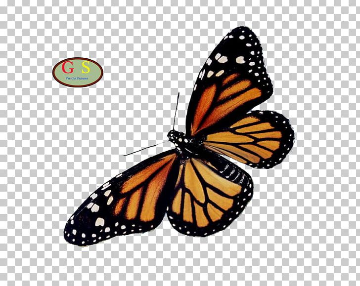 Monarch Butterfly Pieridae Moth Brush-footed Butterflies PNG, Clipart, Arthropod, Brush Footed Butterfly, Butterfly, Caterpillar, Insect Free PNG Download