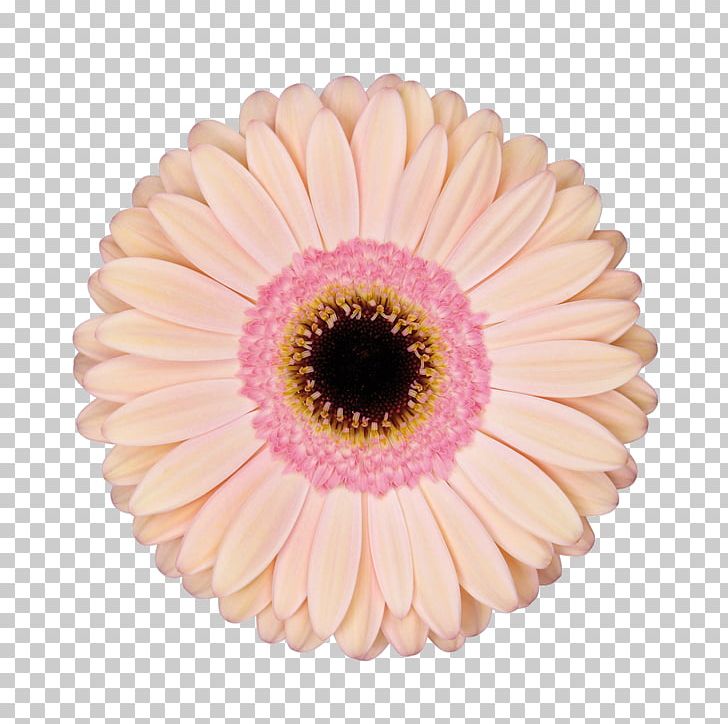 Transvaal Daisy Cut Flowers Retail Diva Crush PNG, Clipart, Asterales, Cut Flowers, Daisy, Daisy Family, Diva Crush Free PNG Download