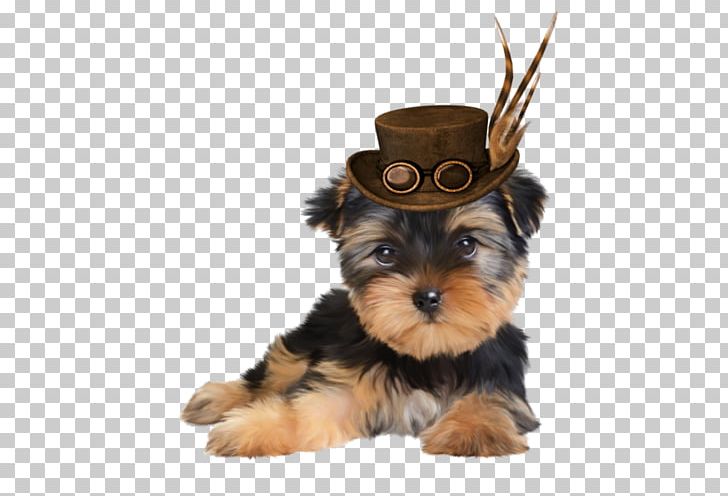 Yorkshire Terrier Morkie Puppy Dog Breed Companion Dog PNG, Clipart, Animals, Breed, Carnivoran, Cat, Companion Dog Free PNG Download