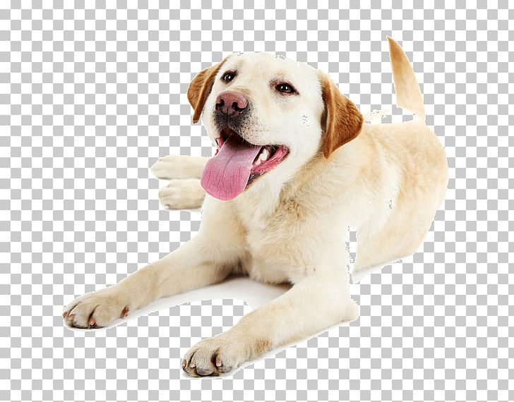 Puppy Pet Dog Walking Labrador Retriever Golden Retriever PNG, Clipart, Carnivoran, Cat, Companion Dog, Dog, Dog Agility Free PNG Download