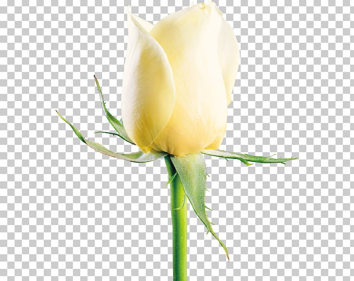 Rosa Xd7 Alba Garden Roses Flower PNG, Clipart, Background White, Black White, Bud, Calas, Cut Flowers Free PNG Download
