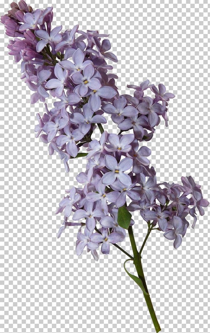 Violet Lilac PNG, Clipart, Clip Art, Color, Cut Flowers, English Lavender, Flower Free PNG Download