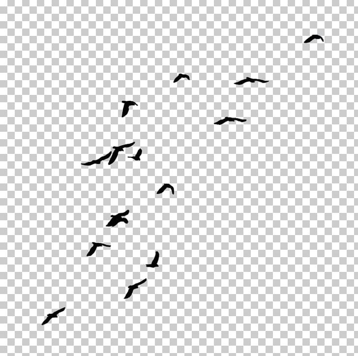 Crow Bird PNG, Clipart, Animal Migration, Animals, Beak, Bird, Bird Flight Free PNG Download
