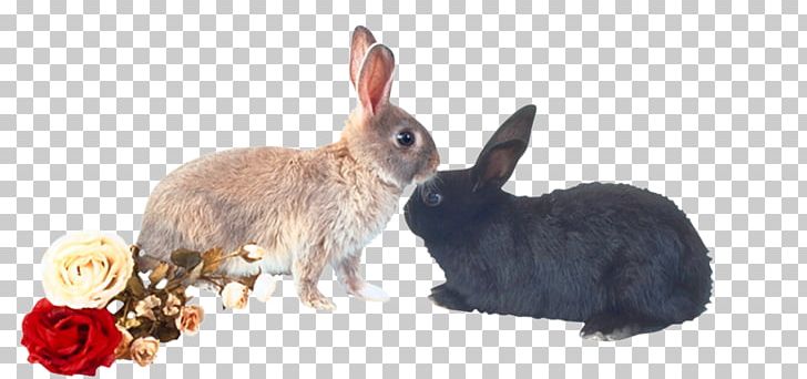 Domestic Rabbit European Rabbit Hare PNG, Clipart, Animal, Animal Figure, Animals, Black, Black Rabbit Free PNG Download