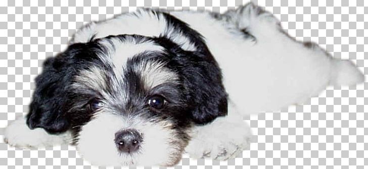 Havanese Dog Tibetan Terrier Little Lion Dog Bichon Frise Schnoodle PNG, Clipart, Bichon, Bichon Frise, Bolognese Dog, Breed, Carnivoran Free PNG Download