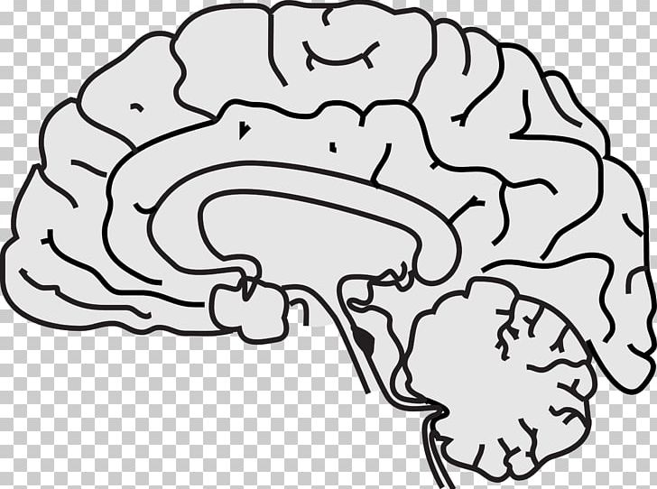 Human Brain Grey Matter PNG, Clipart, Area, Black And White, Brain, Brain Size, Cerebral Hemisphere Free PNG Download