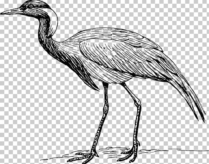 Red-crowned Crane Bird Heron Demoiselle Crane PNG, Clipart, Artwork, Beak, Bird, Black And White, Blue Crane Free PNG Download