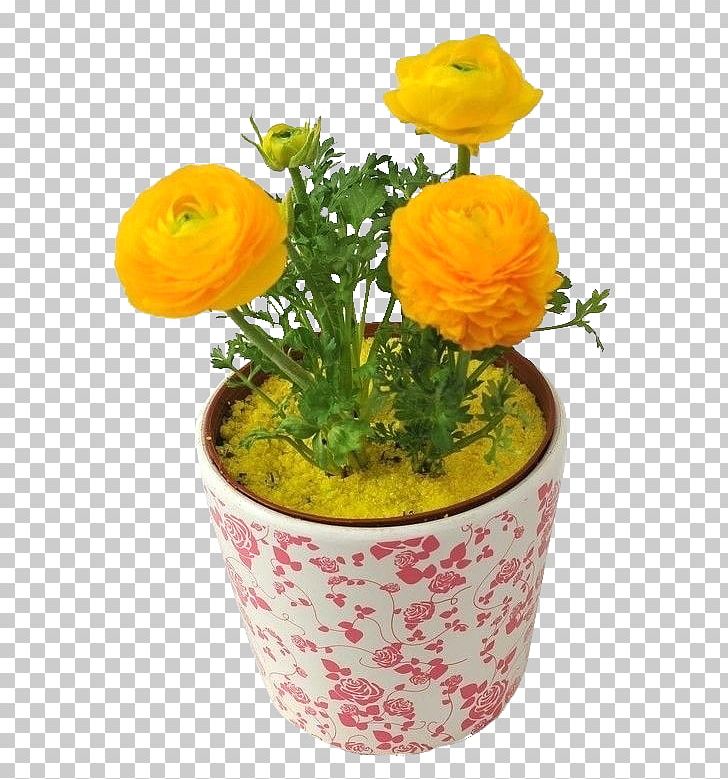 Yellow Moutan Peony PNG, Clipart, Artificial Flower, Bonsai, Celery, Celery Flower, Ceramic Free PNG Download
