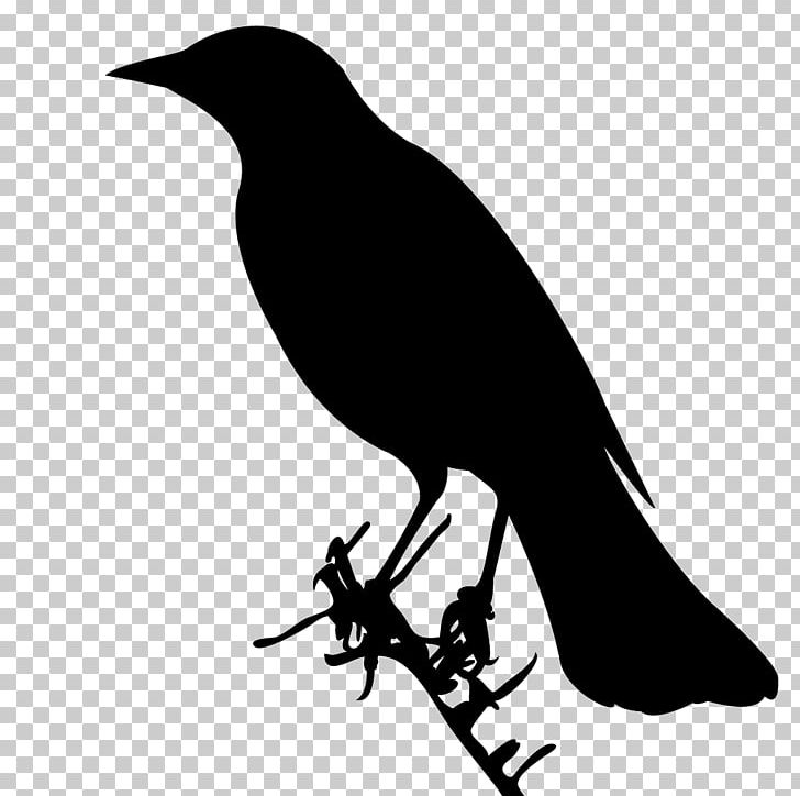 American Crow Bird New Caledonian Crow Swallow Falcon PNG, Clipart, All About Birds, American Crow, Animals, Beak, Bird Free PNG Download
