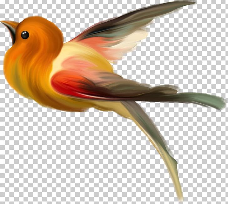 Bird Animation PNG, Clipart, Animals, Animation, Archive File, Beak, Bird Free PNG Download