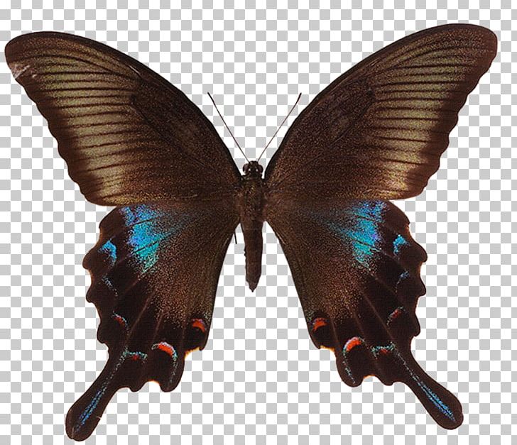 Chinese Peacock Butterfly Mocker Swallowtail Asian Swallowtail Swallowtail Butterfly PNG, Clipart, Butterflies And Moths, Butterfly, Insect, Insects, Invertebrate Free PNG Download