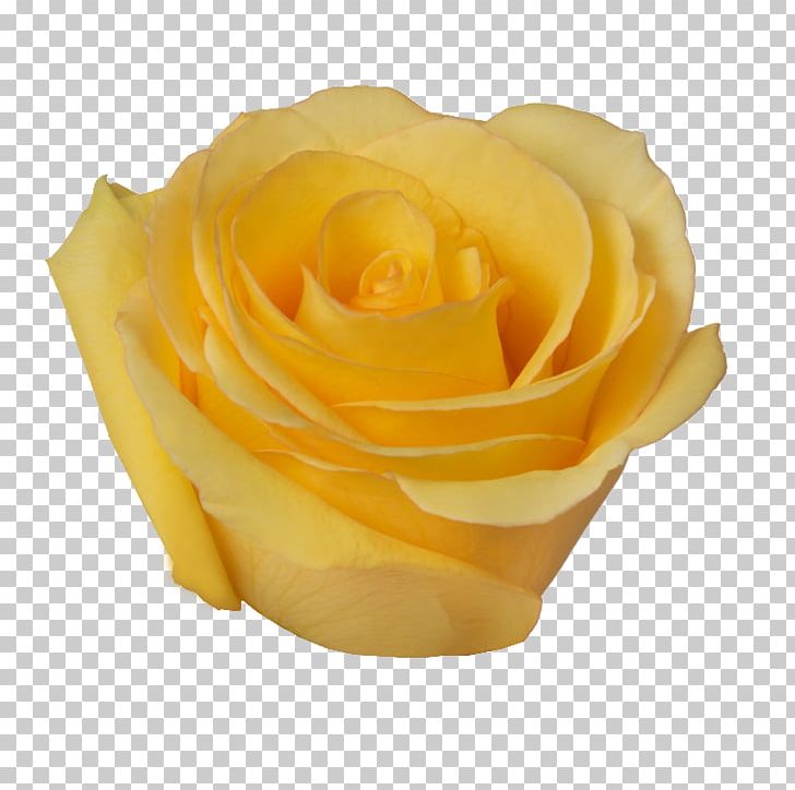 Garden Roses Cut Flowers Petal PNG, Clipart, Closeup, Cut Flowers, Flower, Flowers, Garden Free PNG Download