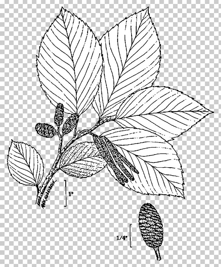 Grey Alder Black Alder White Alder Flowering Plant PNG, Clipart, Alder, Area, Art, Betulaceae, Black And White Free PNG Download
