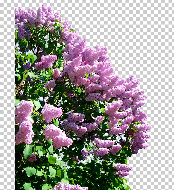 Lilac PNG, Clipart, Annual Plant, Bead, Branch, Encapsulated Postscript, Flower Free PNG Download