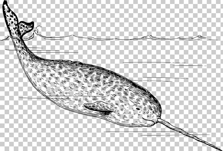 Narwhal Walrus Arctic Tusk PNG, Clipart, Animals, Arctic, Beak, Black And White, Craft Free PNG Download