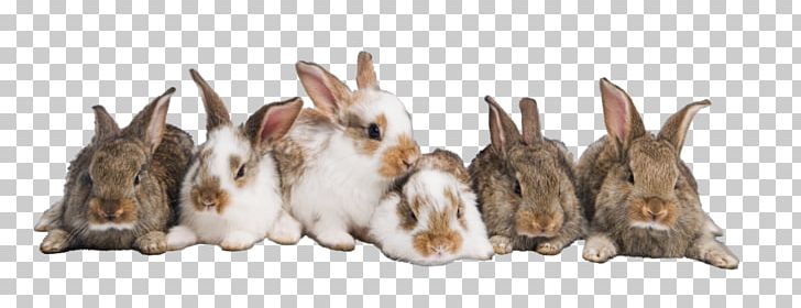 Stock Photography Desktop European Rabbit PNG, Clipart, Animal, Animal Figure, Animals, Brown, Cat Free PNG Download