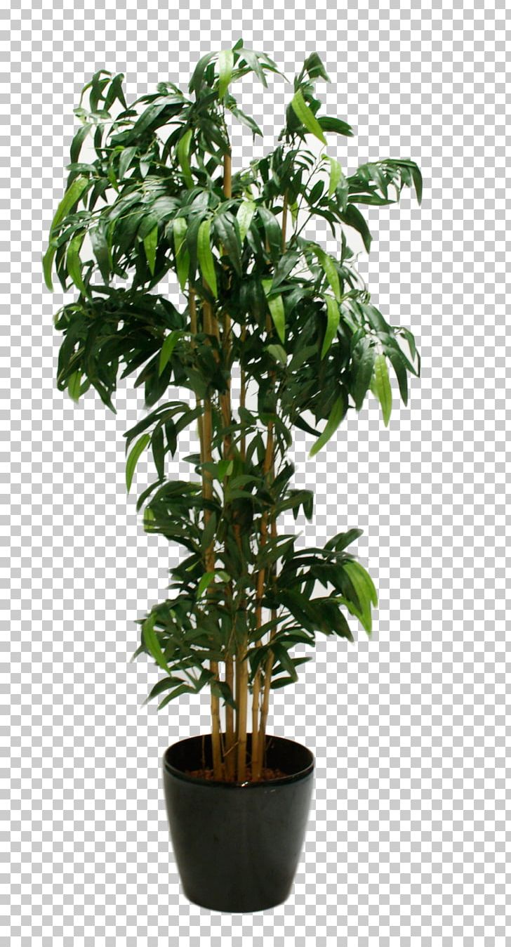 Weeping Fig Common Fig Rubber Fig Ficus Microcarpa Fiddle-leaf Fig PNG, Clipart, Common Fig, Evergreen, Ficain, Ficus Microcarpa, Fiddleleaf Fig Free PNG Download