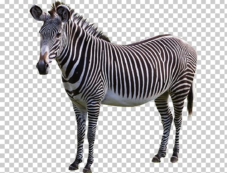 Zebra Horse Donkey PNG, Clipart, Animal, Animal Figure, Animals, Donkey, Horse Free PNG Download