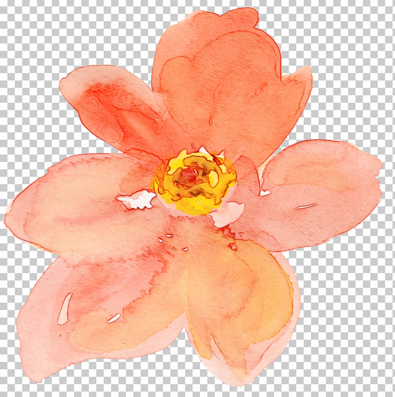 Orange PNG, Clipart, Biology, Flower, Orange, Paint, Petal Free PNG Download