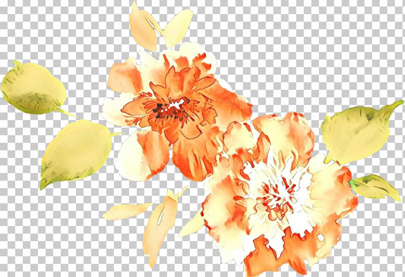 Flower Petal Plant Blossom Cut Flowers PNG, Clipart, Blossom, Cut Flowers, Flower, Petal, Plant Free PNG Download