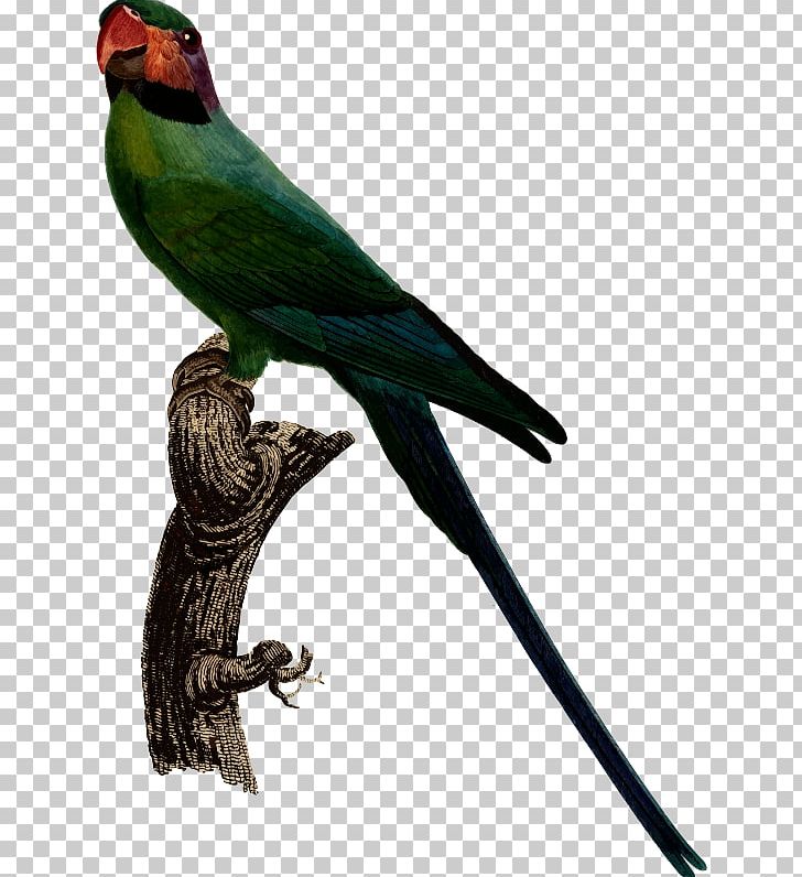 Budgerigar Bird Cockatiel Long-tailed Parakeet PNG, Clipart, Animals, Beak, Bird, Budgerigar, Carolina Parakeet Free PNG Download