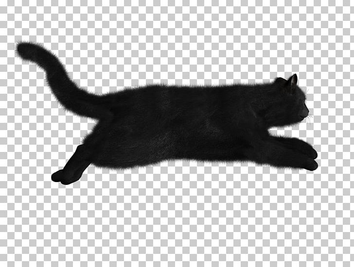 Cats PNG, Clipart, Cats Free PNG Download