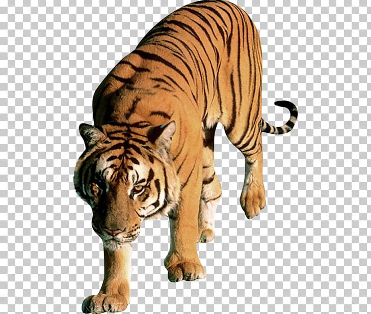 Felidae Cat Bengal Tiger PNG, Clipart, Animals, Bengal Tiger, Big Cat, Big Cats, Carnivoran Free PNG Download