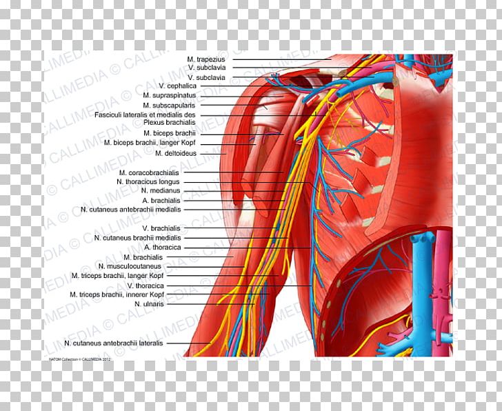 Shoulder Nerve Outline Of The Human Nervous System Arm PNG, Clipart, Anatomy, Arm, Biceps, Blood Vessel, Central Nervous System Free PNG Download