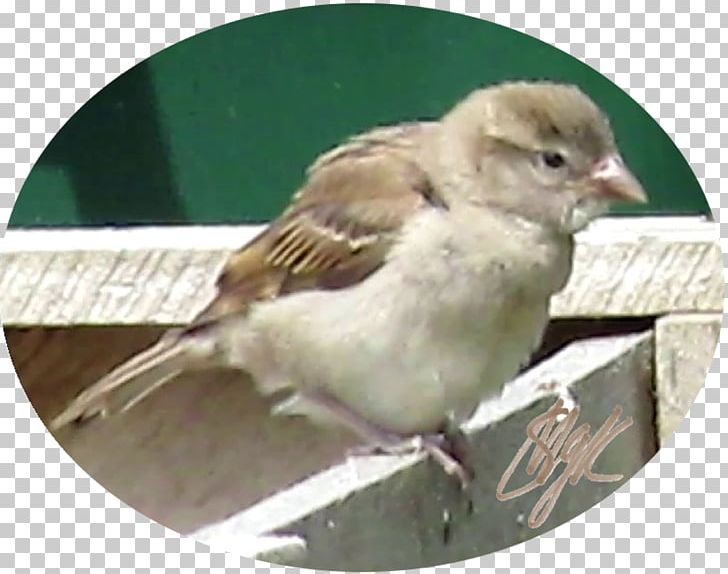 House Sparrow Bird Finch Wren PNG, Clipart, American Sparrows, Animal, Animals, Beak, Bird Free PNG Download