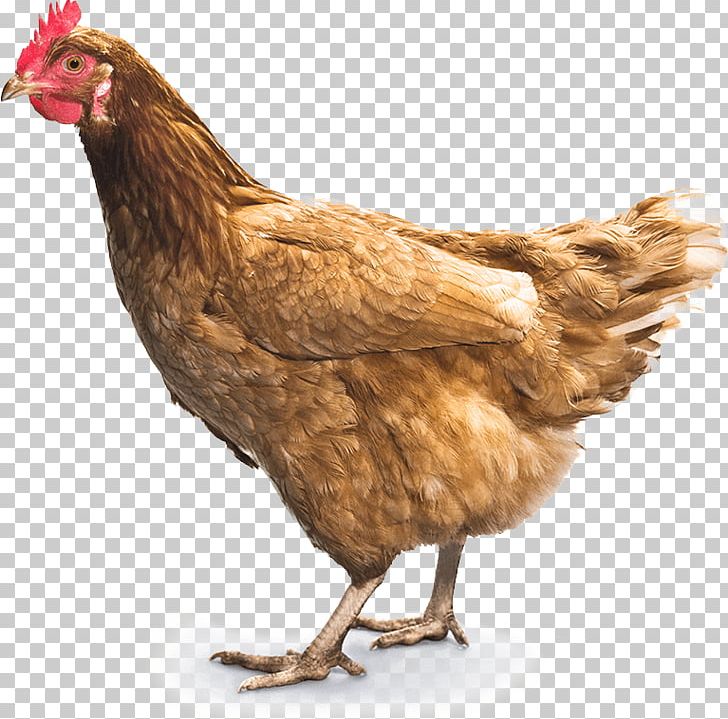 Fried Chicken Chicken Meat Food PNG, Clipart, Animalphotography, Animals, Beak, Biodiversidad, Bird Free PNG Download