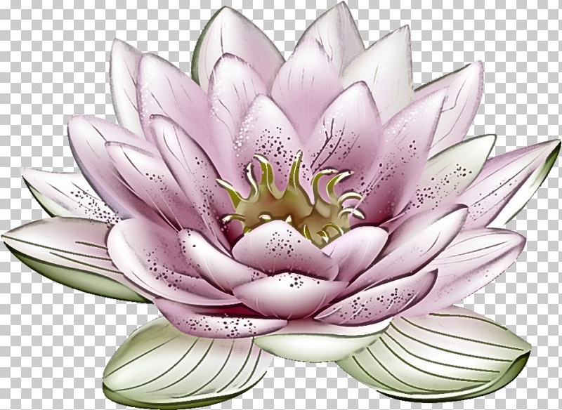 Lotus Flower PNG, Clipart, Cut Flowers, Floristry, Flower, Lotus Flower, Nymphaea Nelumbo Free PNG Download