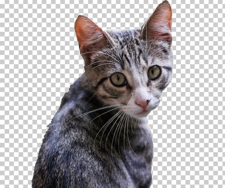 Kitten Felidae Birman Siamese Cat Tabby Cat PNG, Clipart, American Shorthair, American Wirehair, Animal, Animals, Asian Free PNG Download