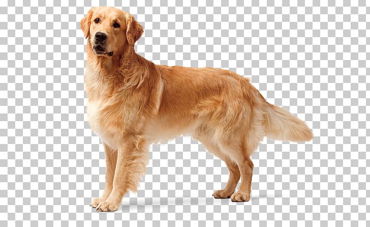 The Golden Retriever Labrador Retriever Puppy Boxer PNG, Clipart, Animals, Bark, Boxer, Breed, Carnivoran Free PNG Download