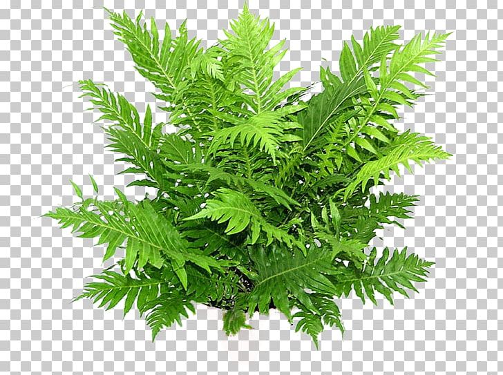 Vascular Plant Blechnum Gibbum Asplenium Antiquum Soil Houseplant PNG, Clipart, Asplenium, Asplenium Antiquum, Blechnum, Blechnum Gibbum, Davallia Free PNG Download