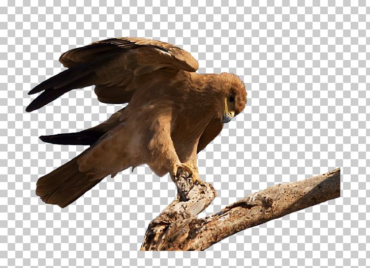Bird Of Prey Vulture Hawk PNG, Clipart, Animal, Animals, Art, Beak, Bird Free PNG Download