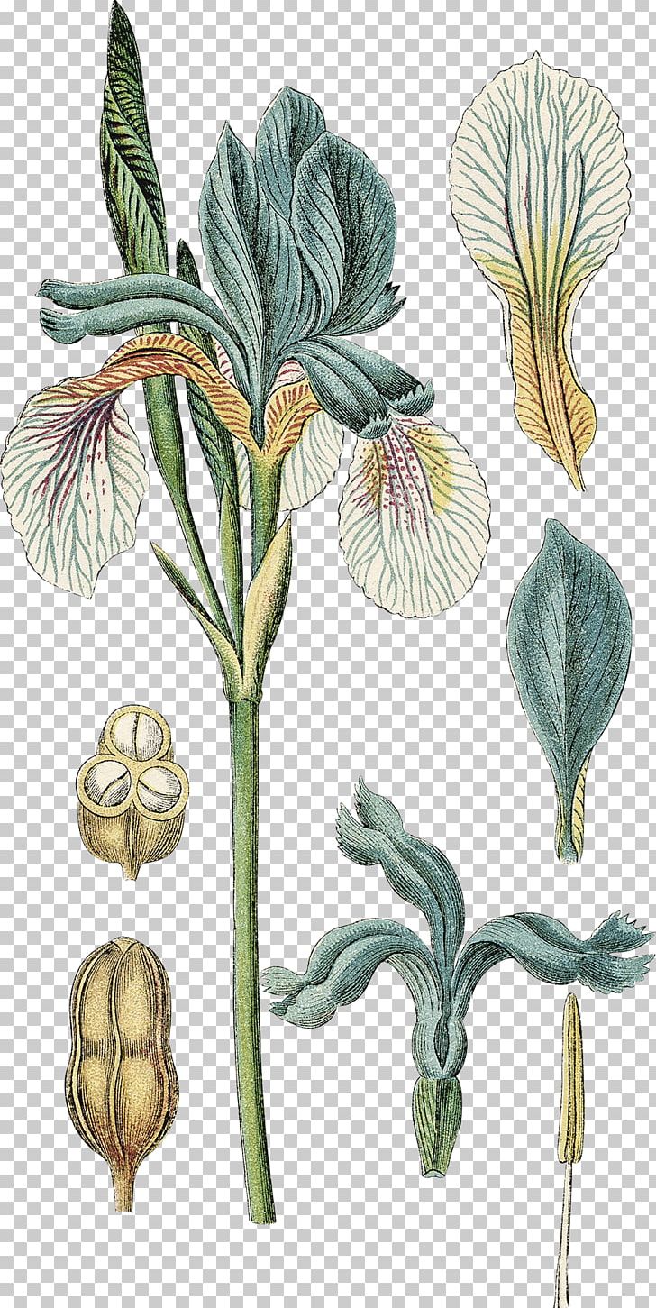 Botanical Illustration Photography Getty S PNG, Clipart, Botanical Illustration, Botany, Commodity, Drawing, Fairy Free PNG Download