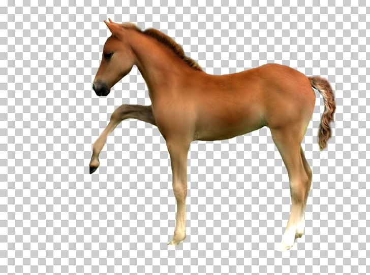 Mustang Foal Stallion Colt Mare PNG, Clipart, Animal, Animal Figure, At Resimleri, Bit, Blog Free PNG Download