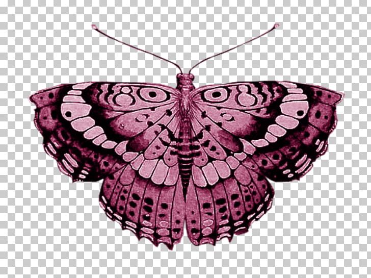 Brush-footed Butterflies Butterfly Moth Scrapbooking Borboleta PNG, Clipart, Arthropod, Borboleta, Brush Footed Butterfly, Butterfly, Dbv Free PNG Download