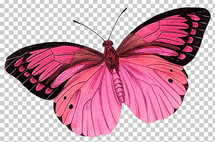 Butterfly Insect Free PNG, Clipart, Arthropod, Brush Footed Butterfly, Butterflies And Moths, Butterfly, Decoupage Free PNG Download