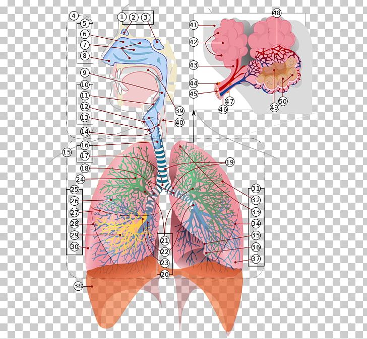 Respiratory System Respiratory Tract Breathing Respiration Lung PNG, Clipart, Anatomy, Angle, Breathing, Bronchus, Butterfly Free PNG Download