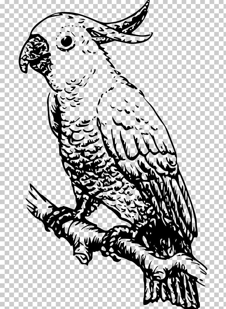 White Cockatoo Bird Cockatiel PNG, Clipart, Animal, Animals, Art, Artwork, Beak Free PNG Download